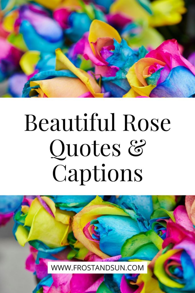 Closeup of bouquets of multi-colored roses. Text in the middle reads "Beautiful Rose Quotes & Captions."