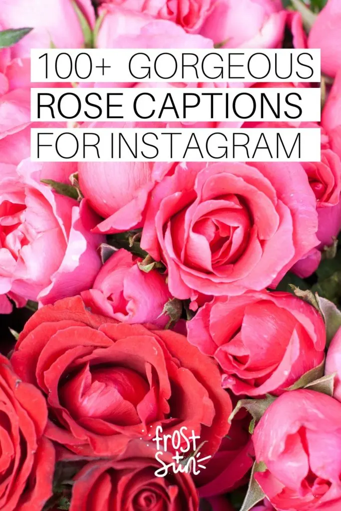 Closeup photo of pink and red roses. Text overlay reads: 100+ Gorgeous Rose Captions for Instagram.