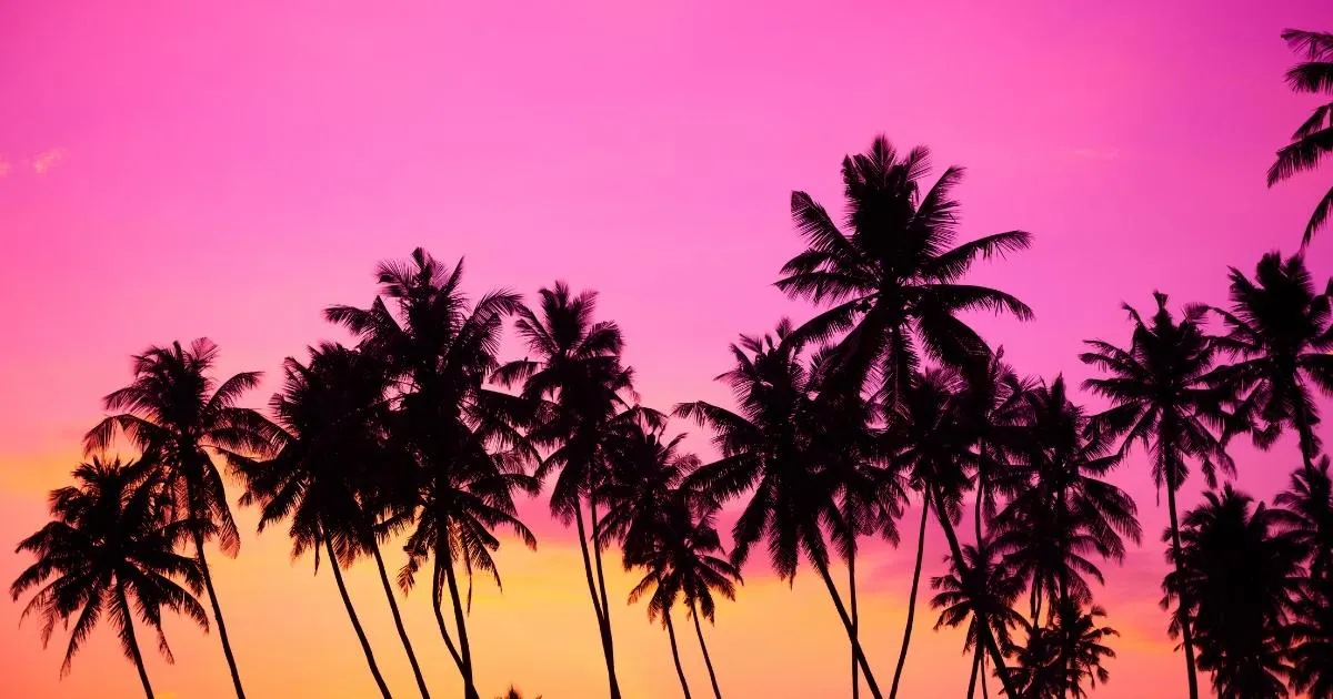 Photo of a group of silhouetted palm trees with an orange to pink sky in the back.