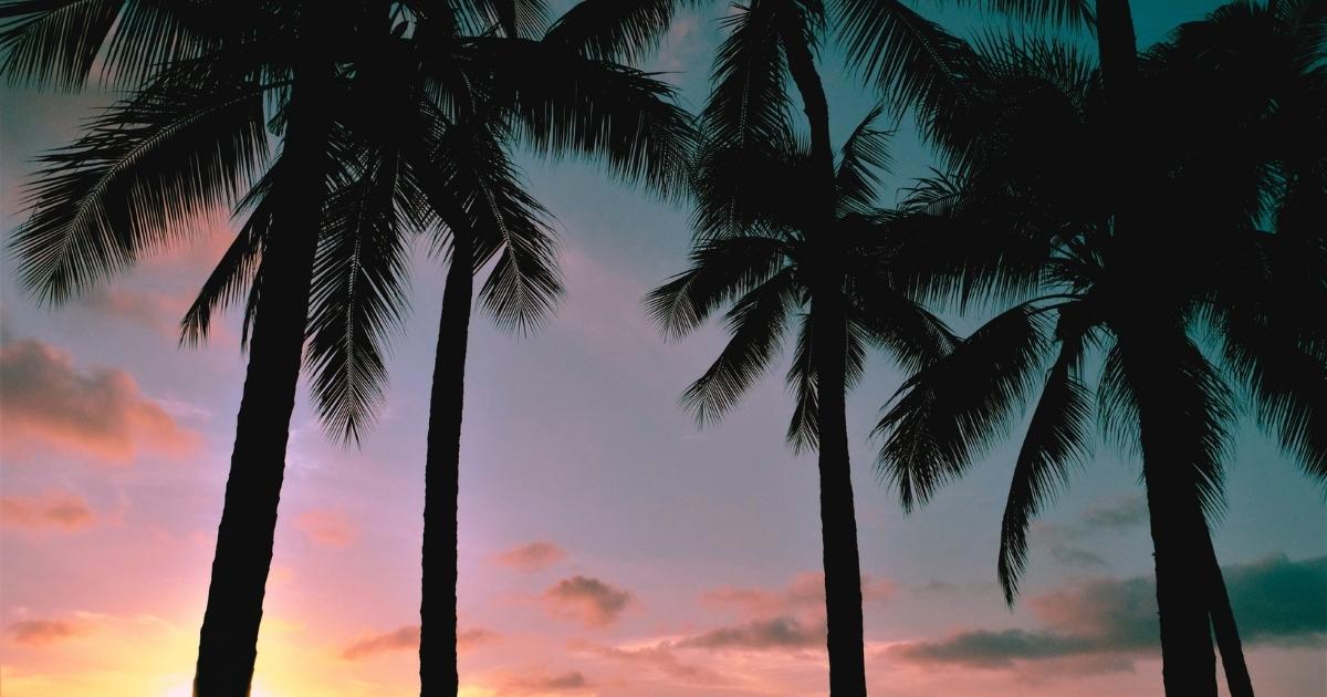 Photo of palm trees silhouetted by a pastel sky during sunset.