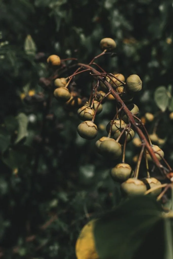 Closeup of a tree branch with kukui nuts.