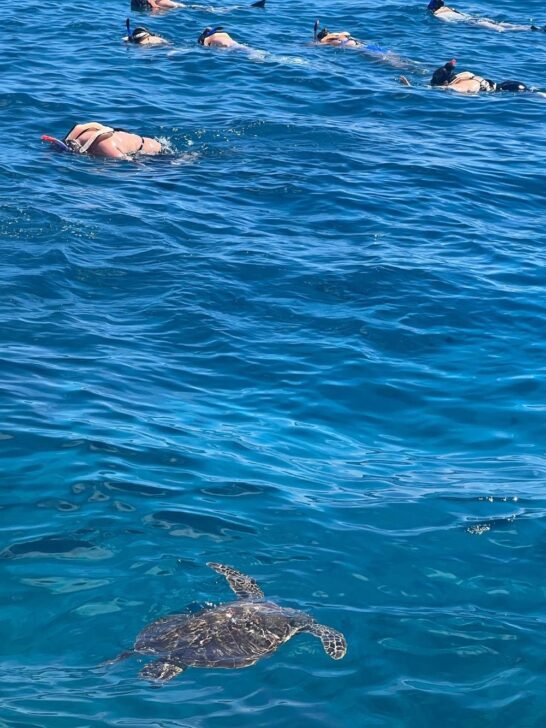 Snorkeling in Waikiki: Best Spots & Tours