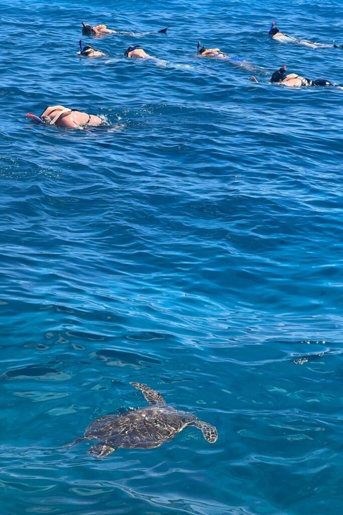 People snorkeling at Turtle Canyon off of Oahu, while a sea turtle swims by.