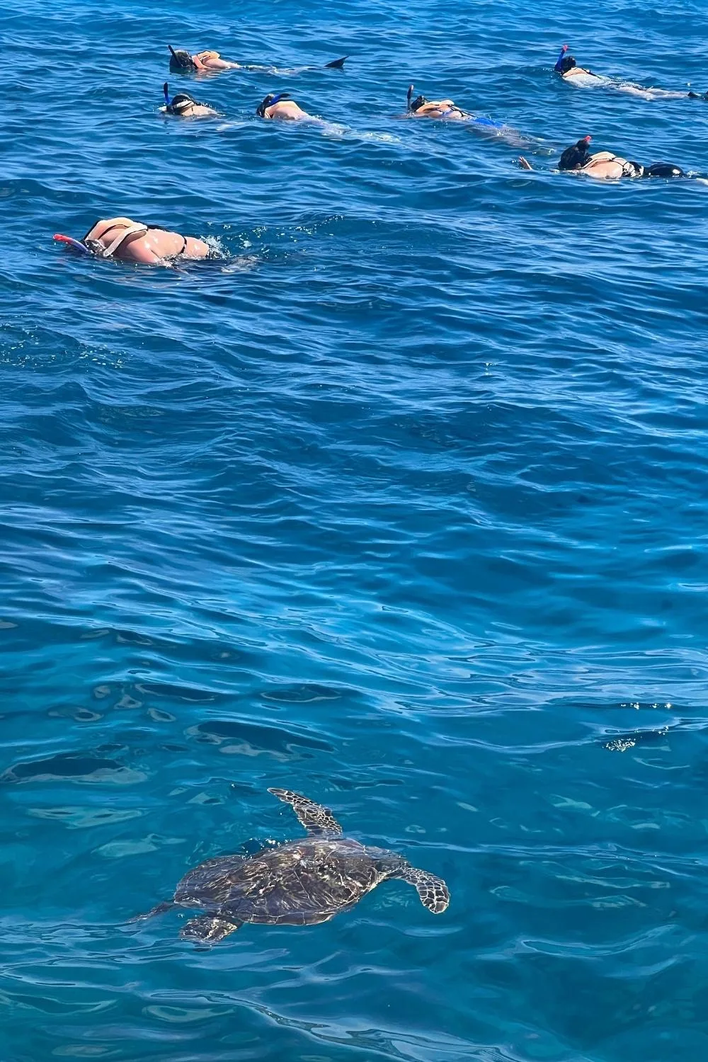 People snorkeling at Turtle Canyon off of Oahu, while a sea turtle swims by.