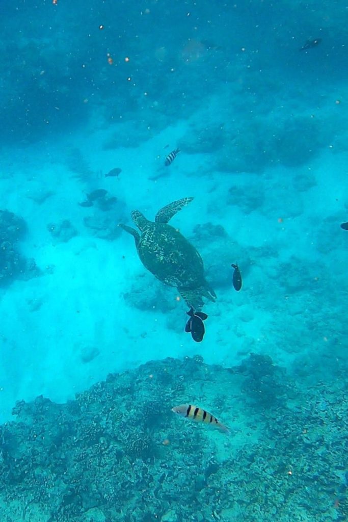 Photo of a sea turtle and fish swimming at Turtle Canyon reef off the coast of Oahu.