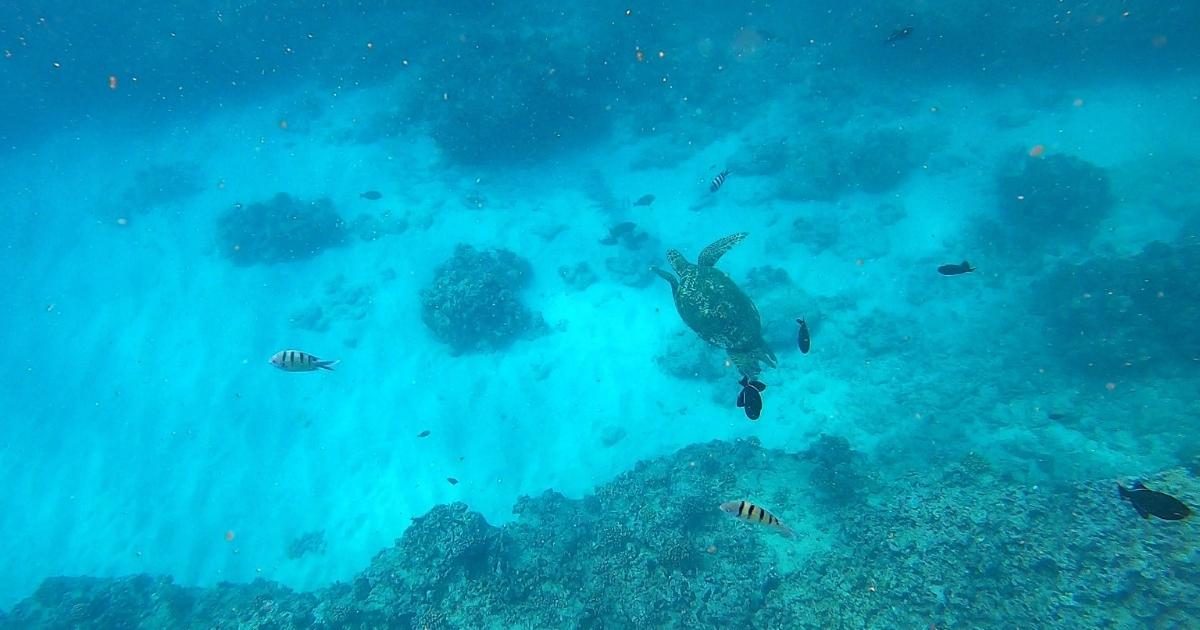 Snorkeling in Waikiki Best Spots & Tours (Updated 2024)