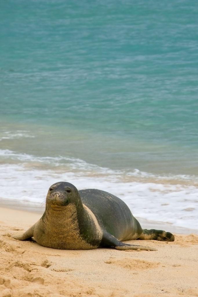 Photo of a Hawaiian Monk Seal resting on a beach.