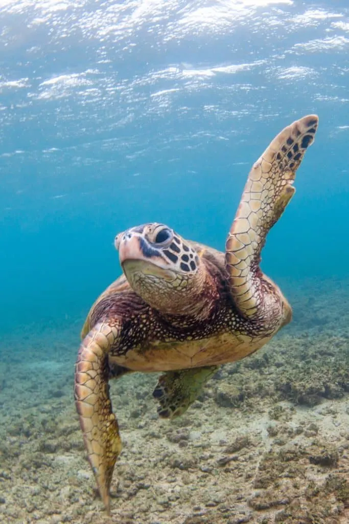 Photo of a green sea turtle under the water.