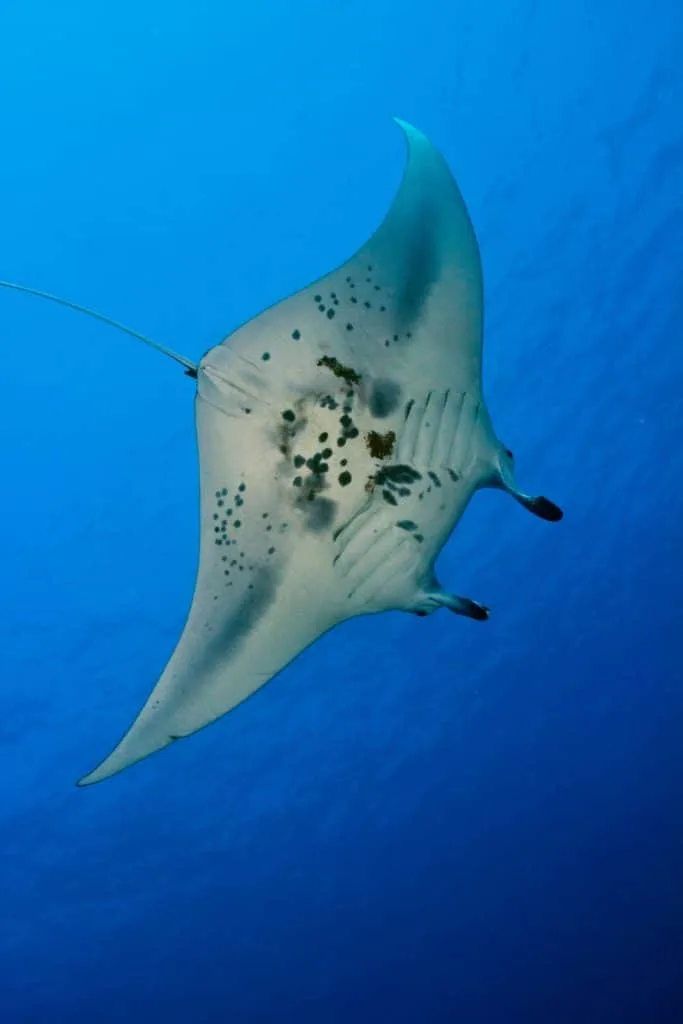 Photo from underneath a manta ray swimming in the ocean.