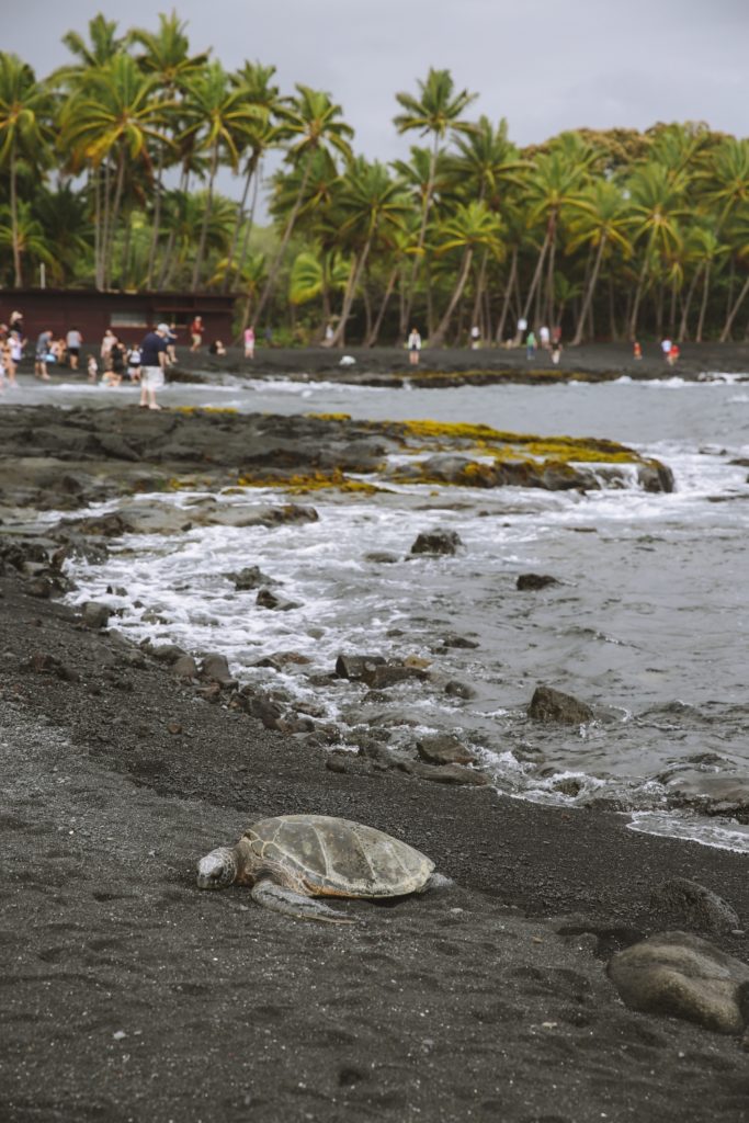 Photo of a sea turtle resting on Punaluu black sand beach in Hawaii.