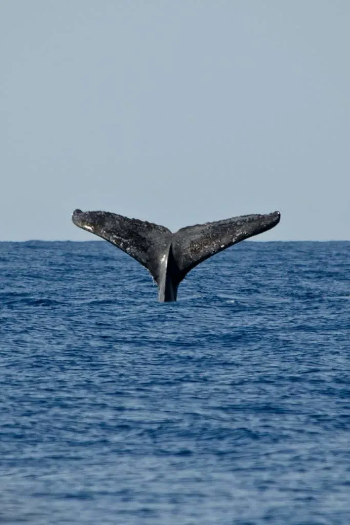 Photo of a whale's tale poking out of the ocean.