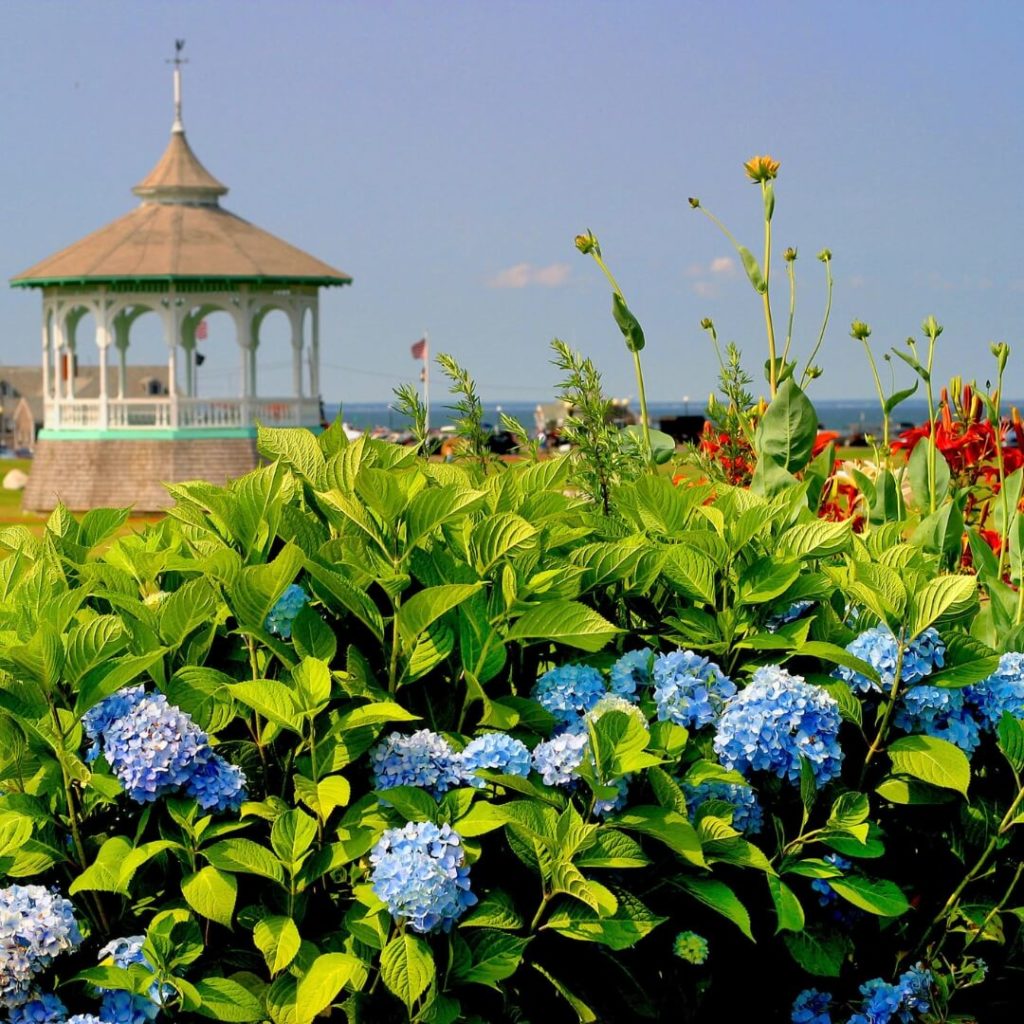 Photo of blue and purple hydrangeas in full bloom with gazebo in the background on Martha's Vineyard.