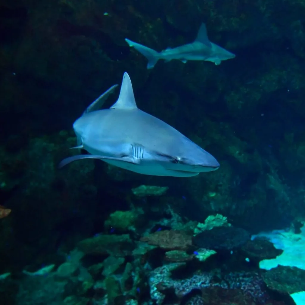 Photo of 2 sharks swimming in an aquarium.