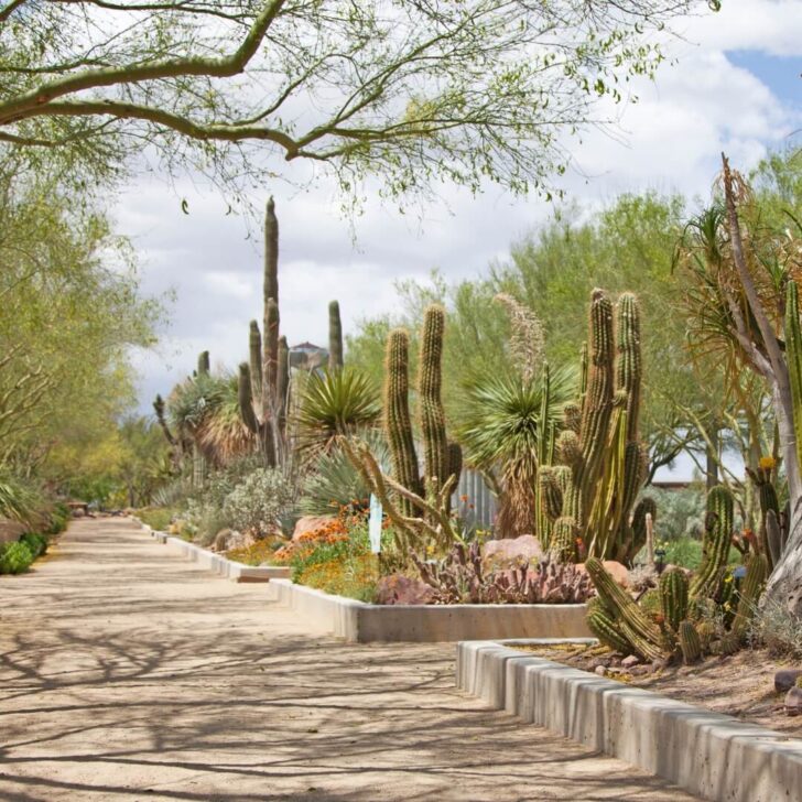 Photo of the Springs Preserve desert botanical gardens.