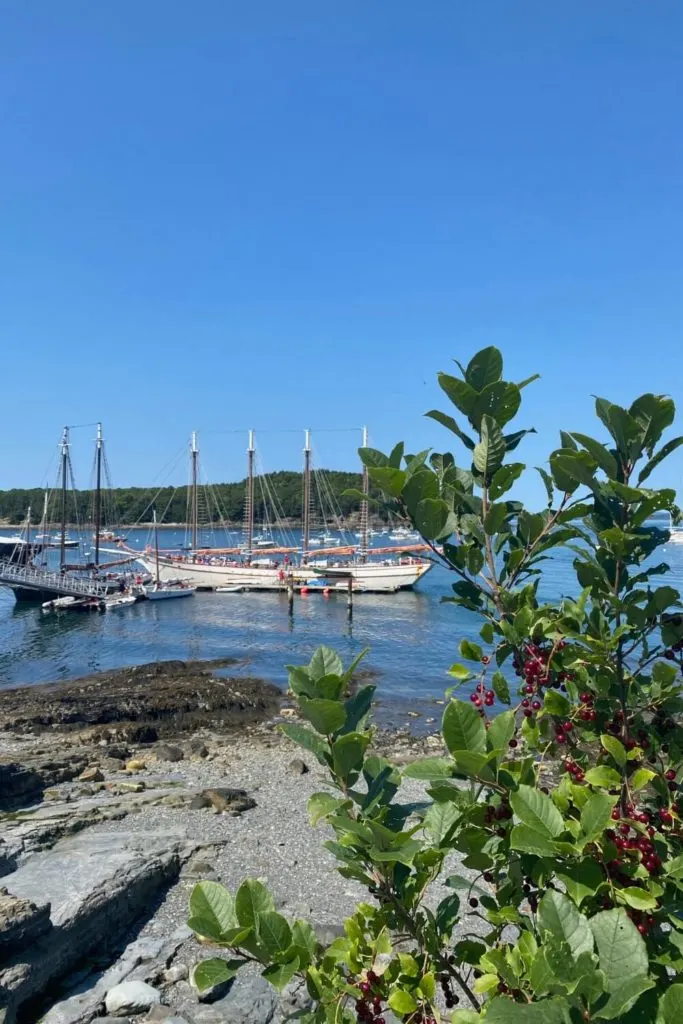 View of Frenchman Bay through a bush from Bar Harbor Shore Path.