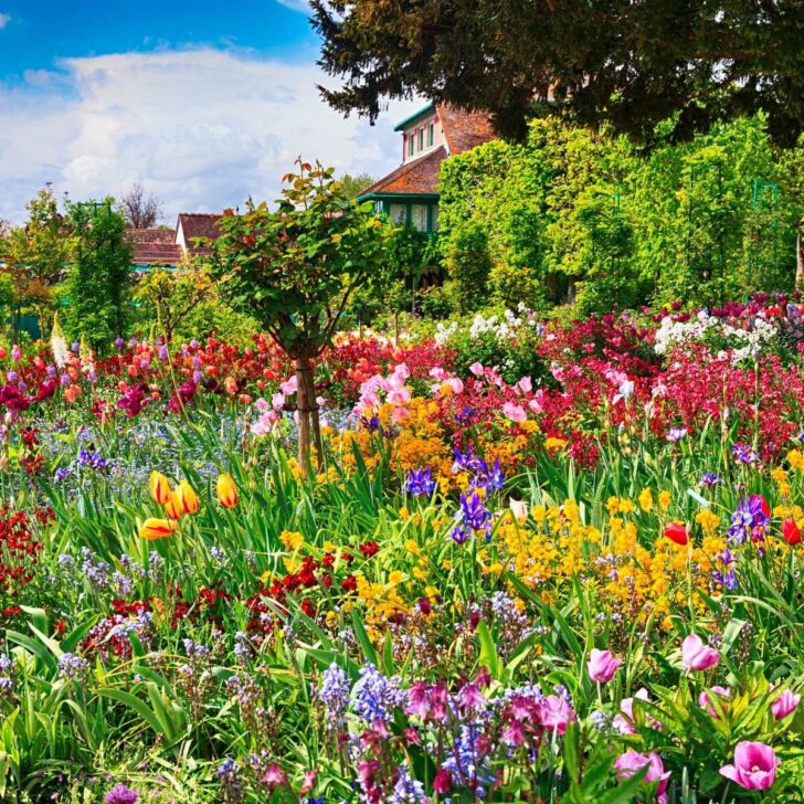Photo of a field of colorful flowers, such as tulips, in Giverny, France.