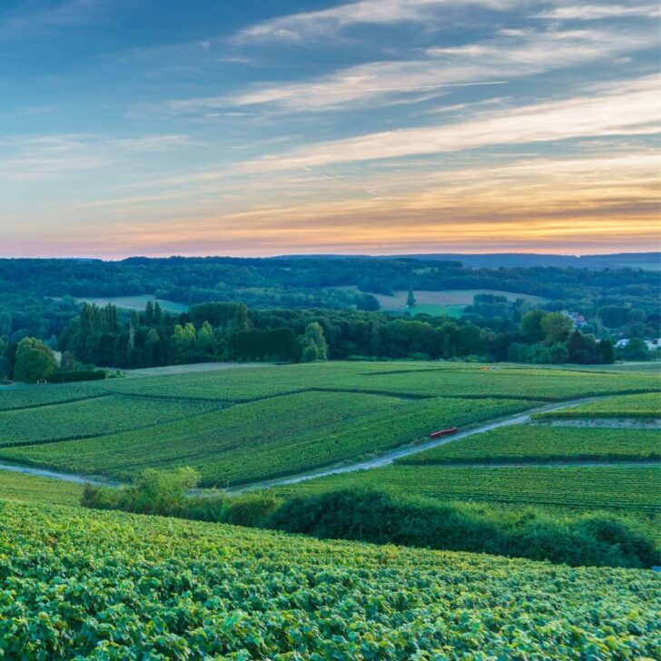 Photo of lush, green vineyards during sunset in Reims, France.