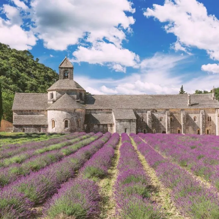 Photo of the Abbaye Notre-Dame de Senanque with many rows of lavender on the side.