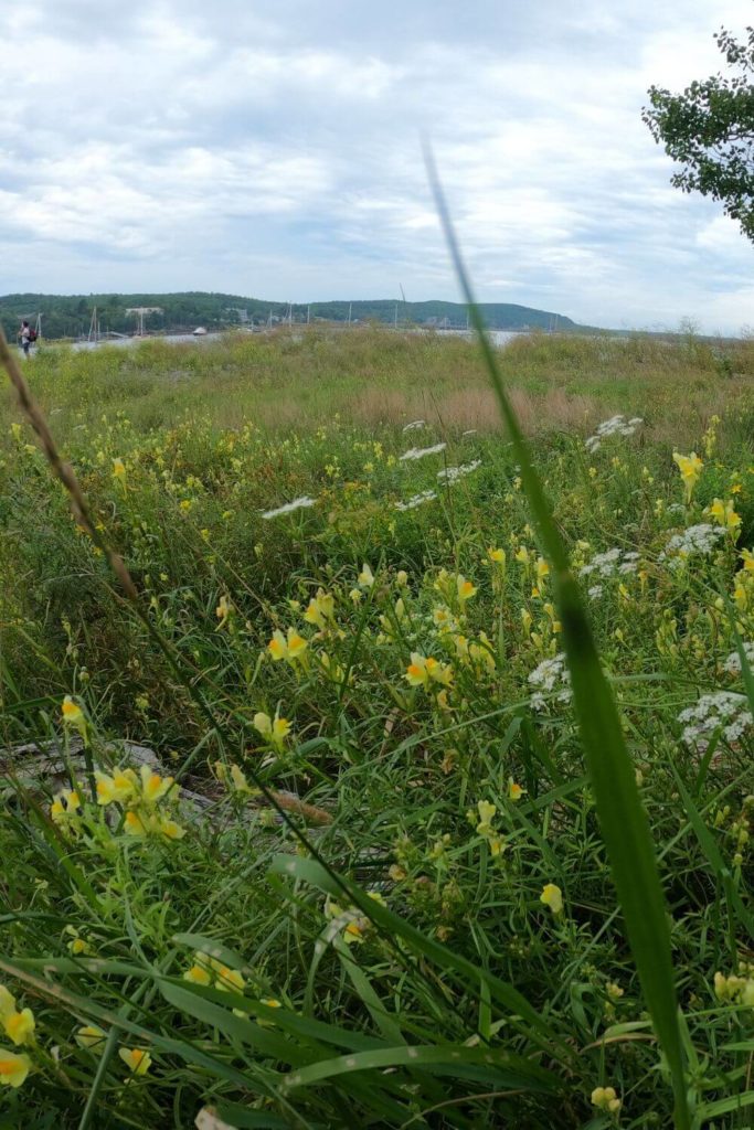Photo of a grassy field with yellow and white flowers on Bar Island in Acadia National Park.