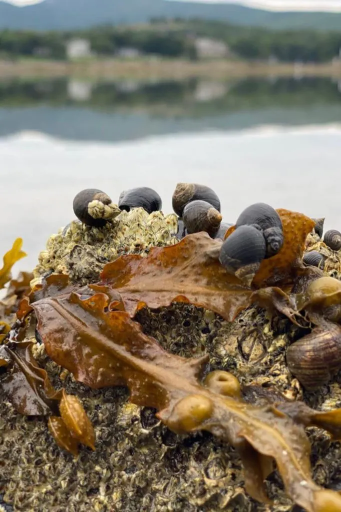 Closeup photo of a rock with kelp draped across it and lots of snails clinging to it.