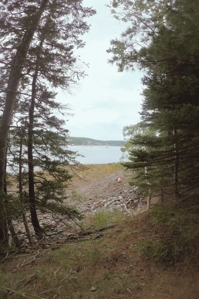 Photo looking through 2 evergreen trees down to the shore from the Bar Island Trail in Maine.