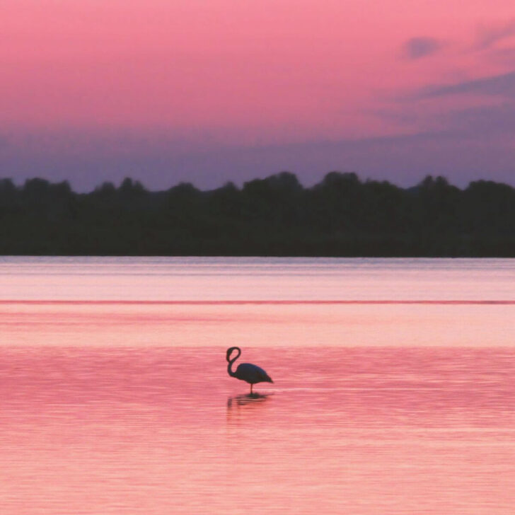 Photo of a single flamingo resting in pink hued water with pink skies at the Camargue Salt Marshes in France.