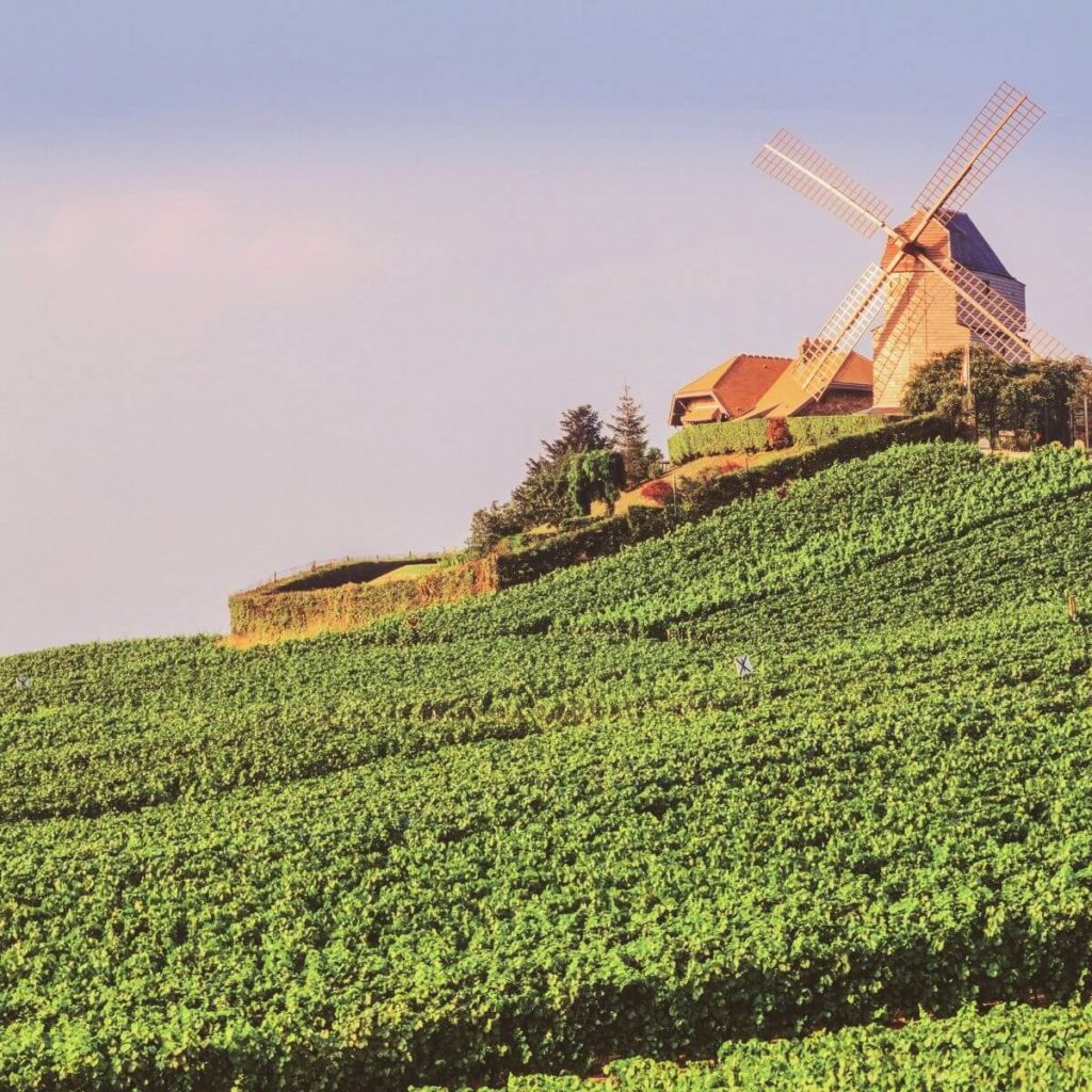 Photo of a vineyard in Epernay in the Champagne Wine Region of Grand-Est in France.