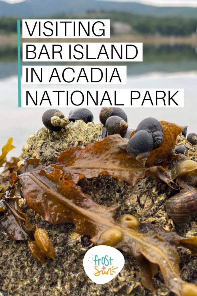 Closeup photo of a rock with kelp draped across it and lots of snails clinging to it. Text overlay reads "Visiting Bar Island in Acadia National Park."