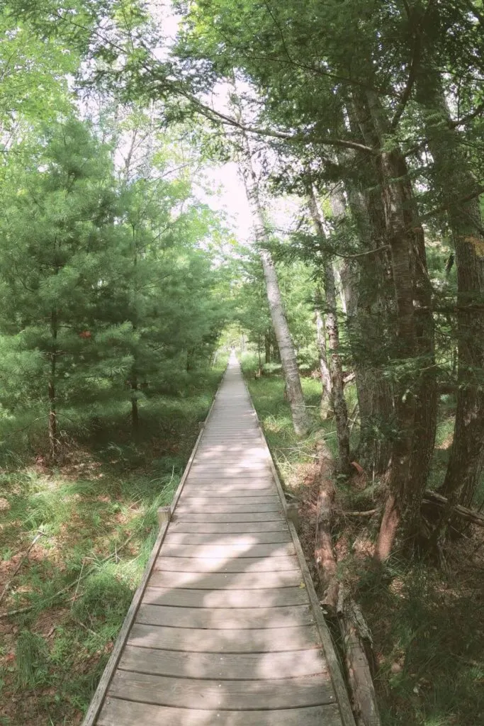 Photo of the wooden boardwalk along Jesup Path at the Wild Gardens of Acadia.