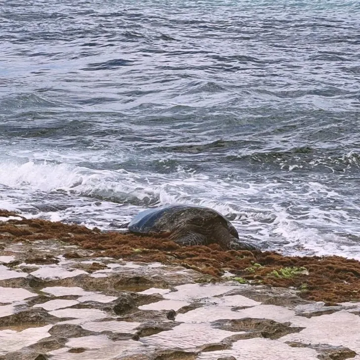 Photo of a honu, or Hawaiian sea turtle, lounging on the sand at Laniakea Beach on the north shore of Oahu, Hawaii.
