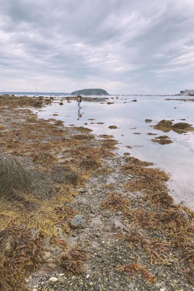 Photo of tons of kelp lining the shoreline on Bar Island in Maine with the sky reflecting in the low tide.