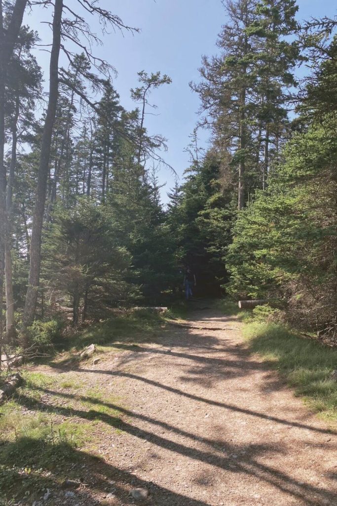 Photo of a section of the Wonderland Trail in Southwest Harbor, Maine.