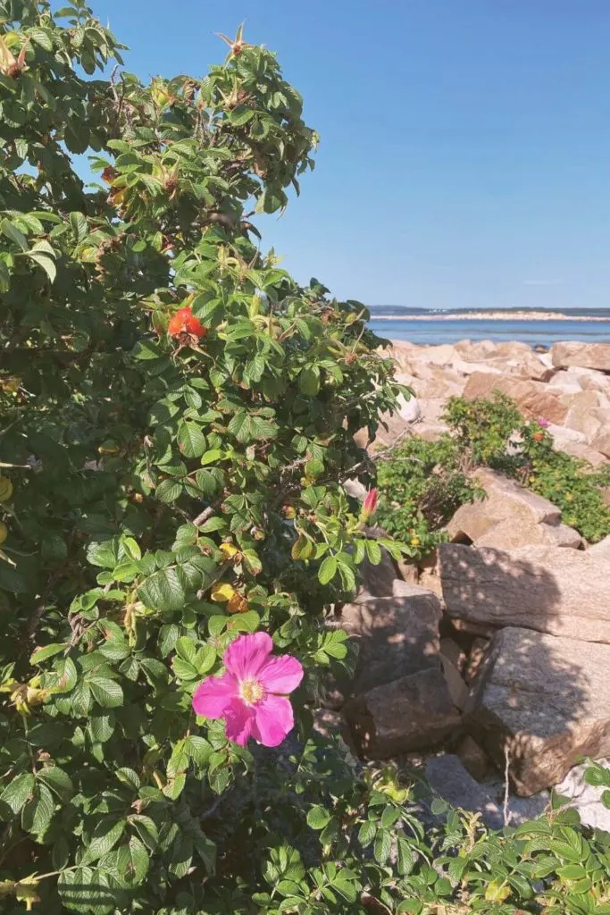 Photo of beach roses blooming amidst the rocky shoreline at the end of Wonderland Trail in Southwest Harbor, Maine.