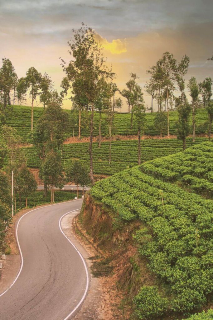 Photo of tea plantations in Nuwara Eliya with a road snaking through.