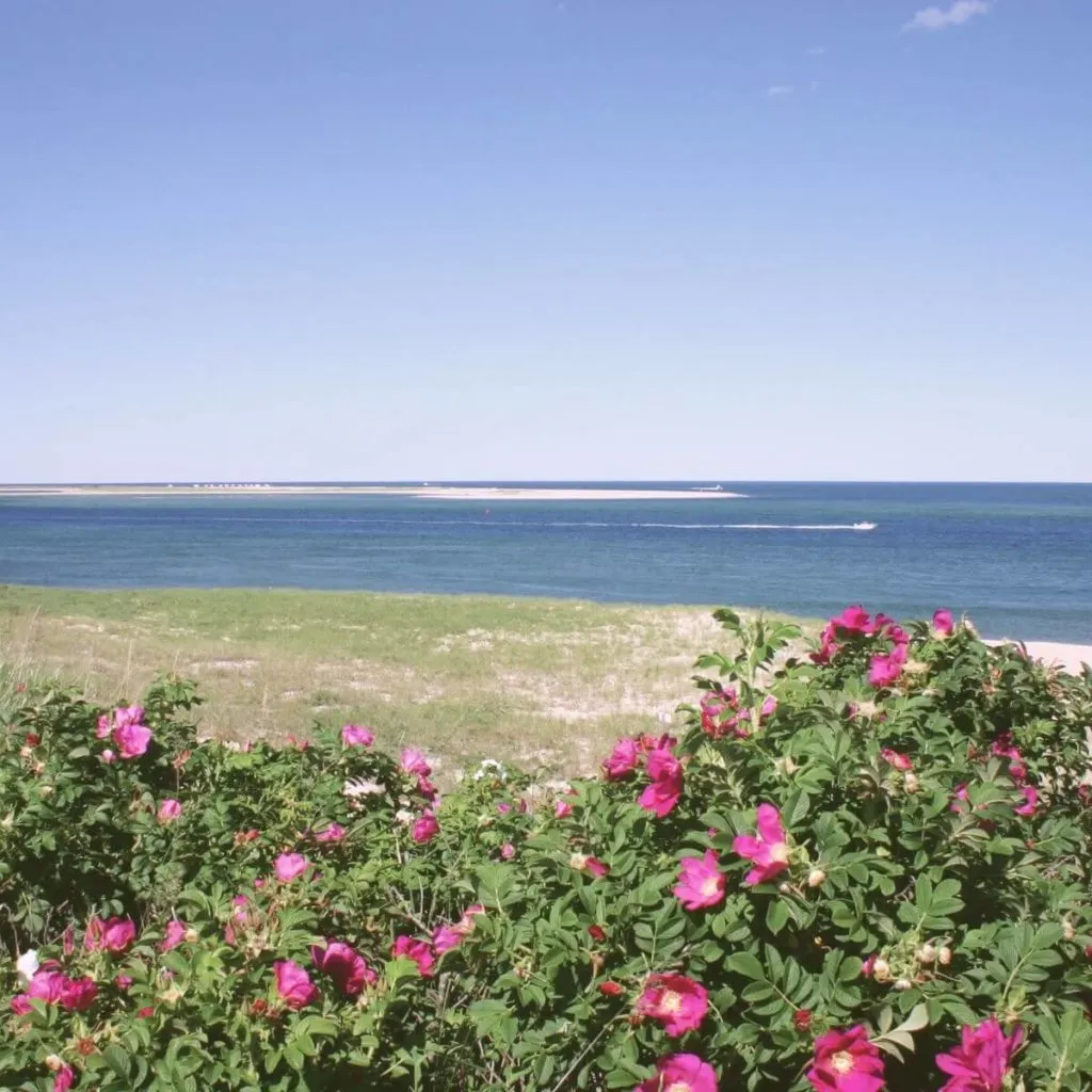Photo of a beach in Chatham MA with beach roses in the foreground.
