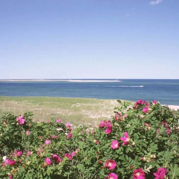 Photo of a beach in Chatham MA with beach roses in the foreground.