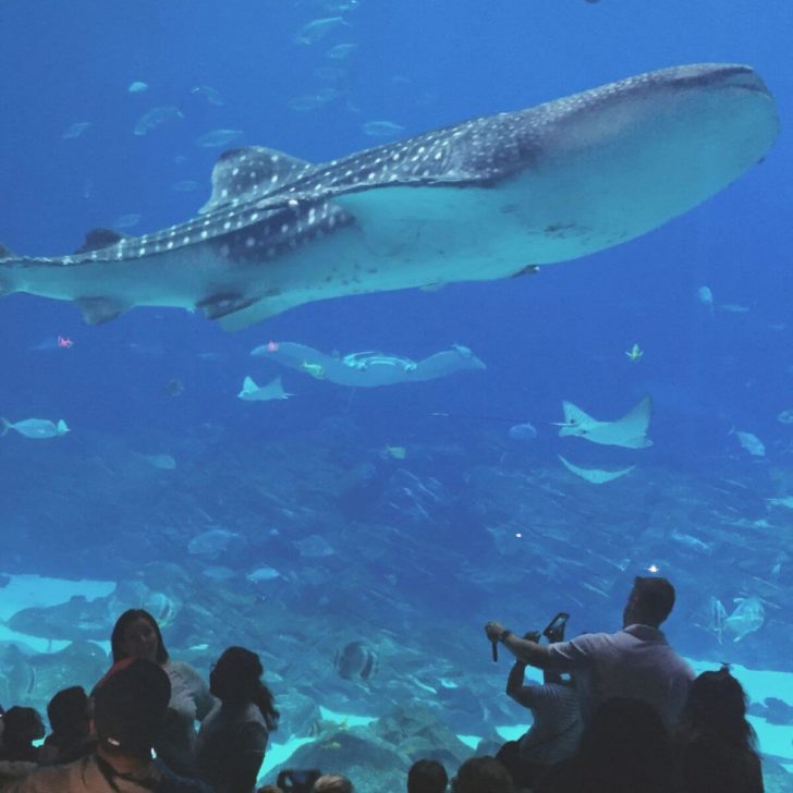 Photo of a giant aquarium with a whale shark, manta rays, and other sea life, at the Georgia Aquarium in downtown Atlanta, GA.