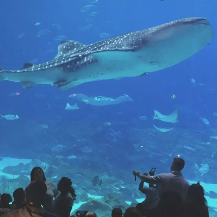 Photo of a giant aquarium with a whale shark, manta rays, and other sea life, at the Georgia Aquarium in downtown Atlanta, GA.