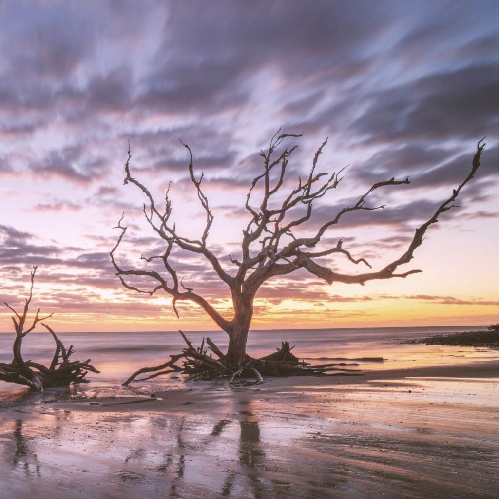 Photo of petrified oak trees on Driftwood Beach on Jekyll Island in Georgia during sunrise.