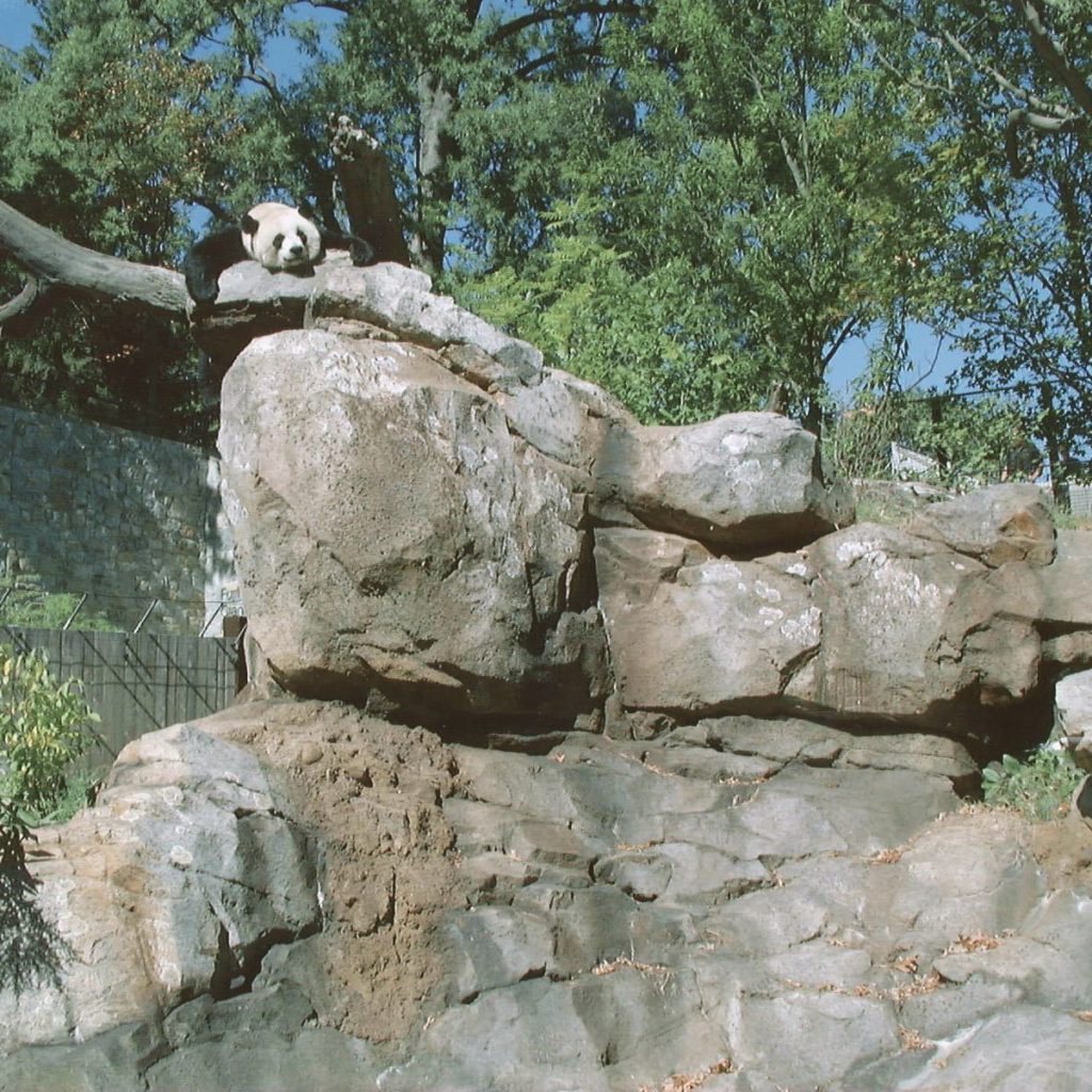Photo of a giant panda resting at the Smithsonian National Zoo.