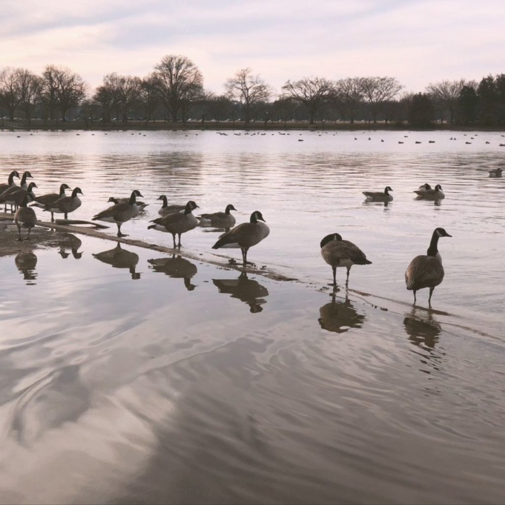 Photo of geese congregating near the shore of the Tidal Basin in Washington, DC.
