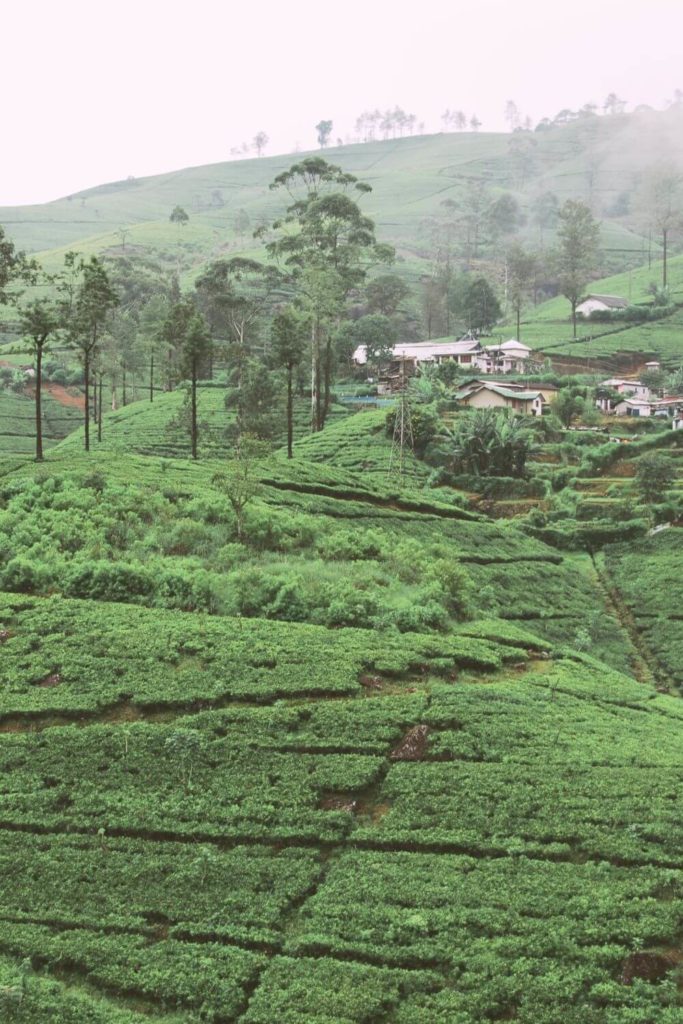 Photo of tea fields in Nuwara Eliya with hotels in the distance.