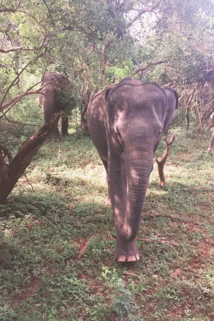Photo of wild elephants in Sri Lanka's Yala National Park.