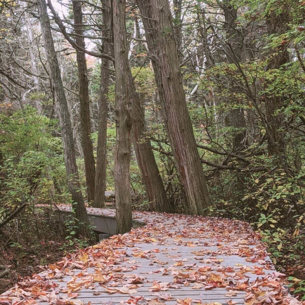 Photo of the wooden boardwalk path at the White Cedar Swamp Trail in Wellfleet, MA with Autumn leaves all over the boardwalk.