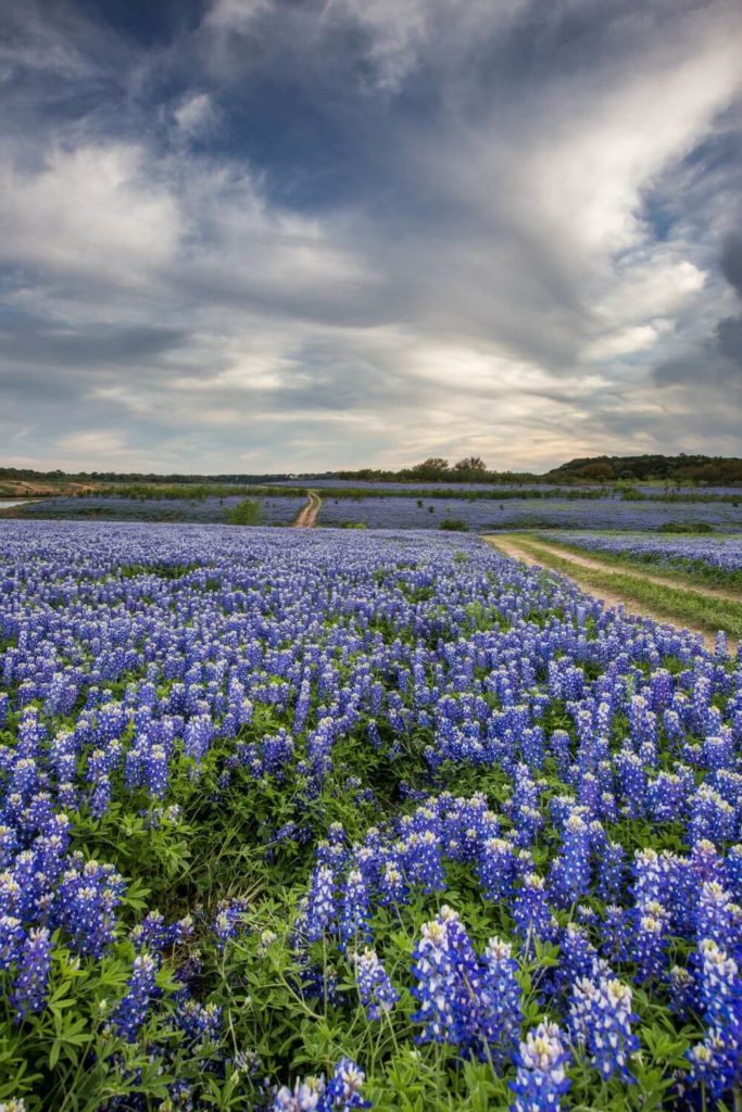 Photo of miles of bluebell flowers in bloom near Austin, Texas.