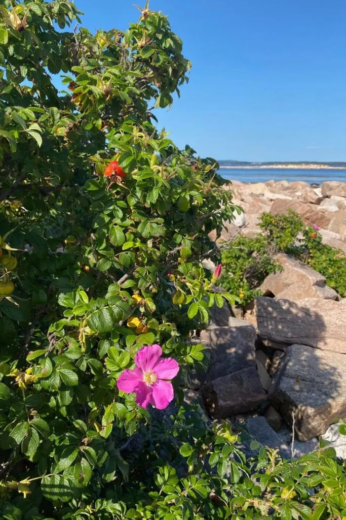 Photo of beach roses amidst rocks at the end of Wonderland Trail in Acadia National Park in Southwest Harbor, ME.