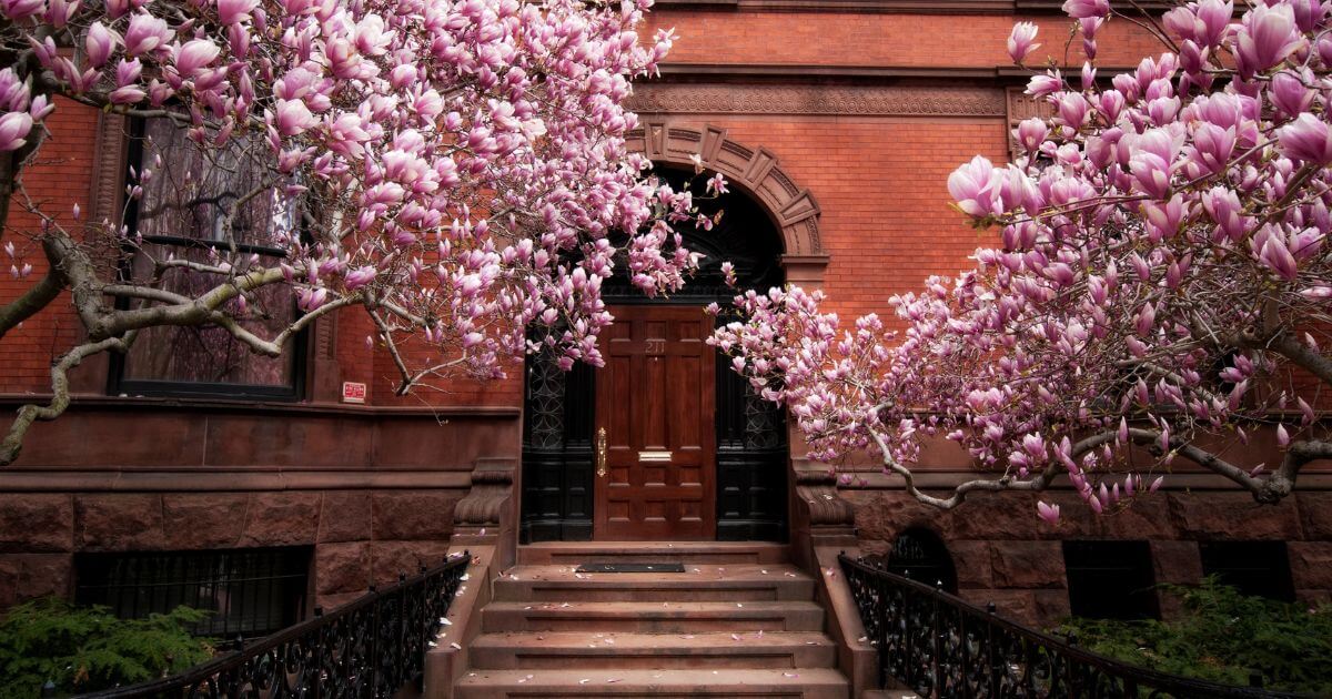 Photo of a building in Back Bay Boston with blooming magnolia trees on each side of the front door.