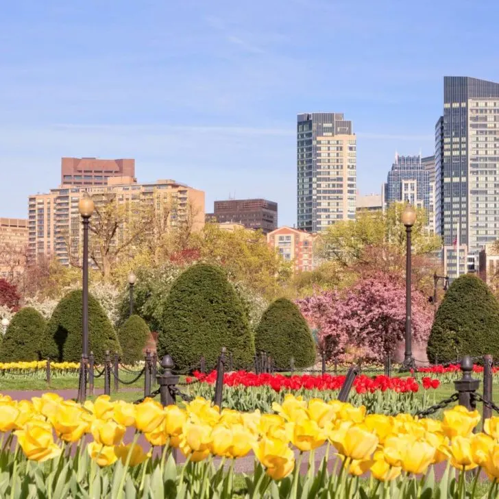 Photo of the Boston Public Garden with blooming tulips in the foreground and flowering trees in the background.