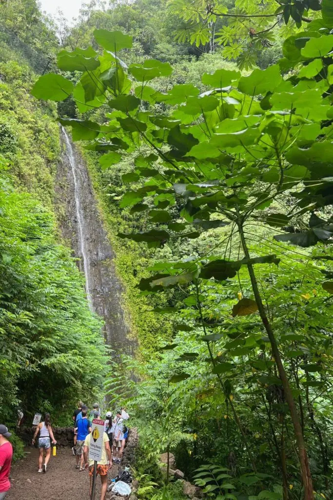 Photo of Manoa Falls on the island of Oahu in Hawaii.