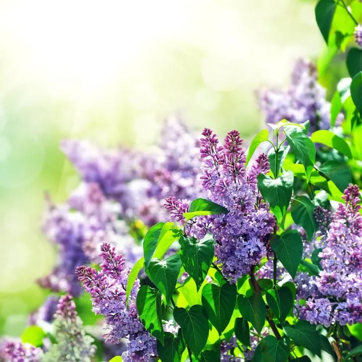 Closeup of a patch of blooming lilacs.